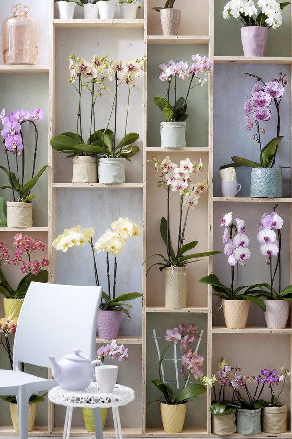Orchidee groß