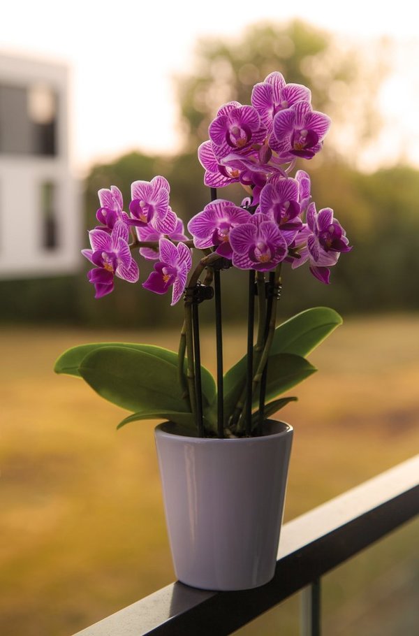 Orchidee groß