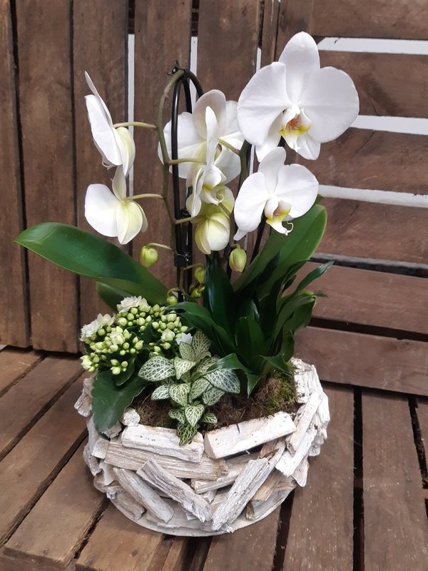 Orchidee in Holzschale